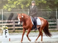 At, Quarter Horse — foto 5