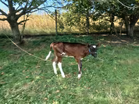 İnək, Simmental cattle — foto 2