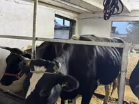 Vaca, Russian Black pied cattle — foto 2