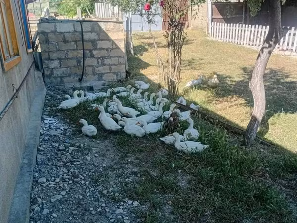 Ducks — Azerbaijan