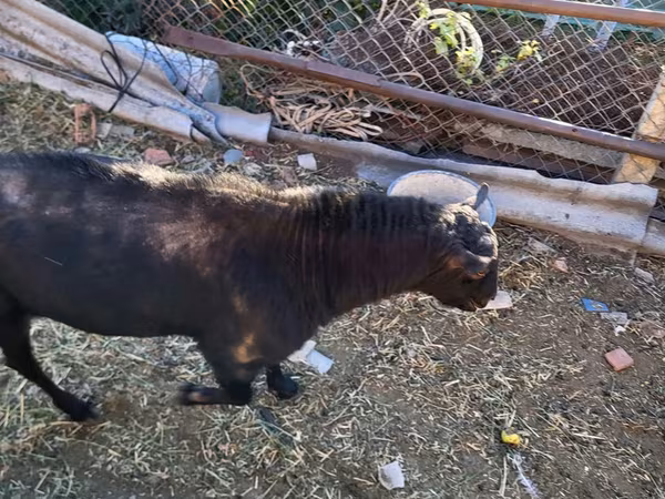 Cabro, Cabras