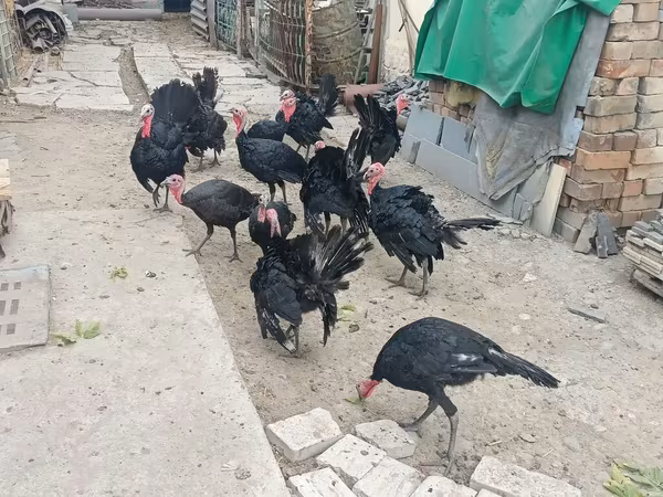 Geniş Sinəli Ağ