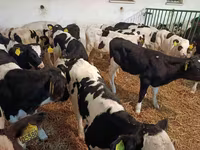 Bull, Holstein breed — photo 5