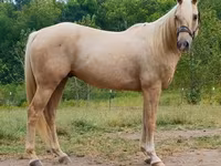 Hengst, Quarter Horse — Foto 2