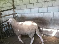 Ram, Lacaune sheep — photo 4