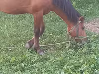 Horse (M), Horses — photo 7