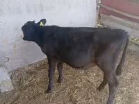 İnək, Russian Black pied cattle — foto 5