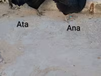 Australorp — foto 2