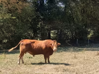 Buğa, Limuzin inəyi — foto 5