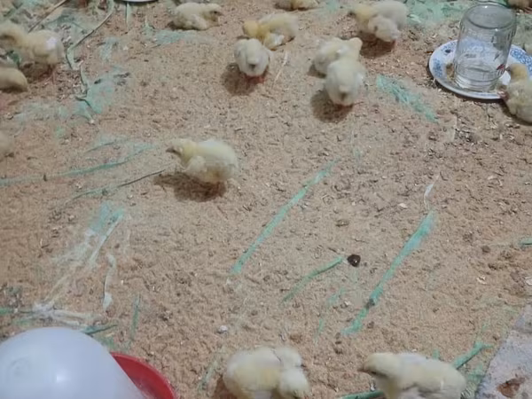 Chickens — أذربيجان