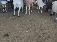 Qoyunlar (partiya, cinsi göstərilməyib), Qoyunlar — foto 2