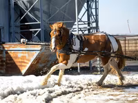 At, Pinto horses — foto 2