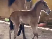 Kobyła, Paso Fino — zdjęcie 3