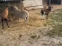 Ovce, Cameroon sheep — foto 3
