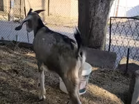 Goat, Nubian Goat — photo 3