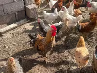 Chickens — Foto 1
