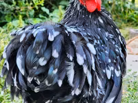 Pekin Bantam — photo 2
