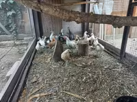 Holenderski bantam — zdjęcie 5