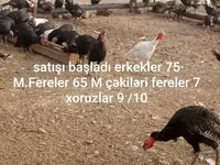 Geniş Sinəli Ağ — foto 2