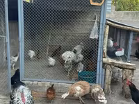 Chickens — Foto 2