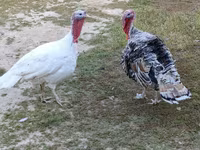 Turkeys — foto 2