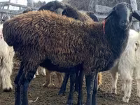Вівця, Edilbay sheep — фото 2