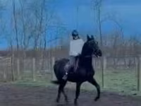 Mare, Horses — photo 6
