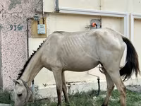 母马, Azerbaijan horse — 照片 5