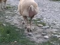 Qoç, Qoyunlar — foto 1