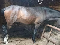 Cavalo, Cavalos — foto 3
