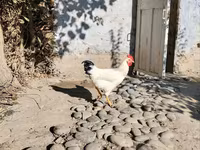 Chickens — الصورة 2
