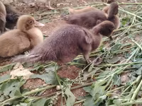Ducks — फ़ोटो 5