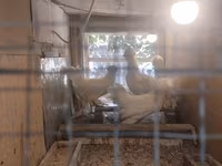 Chickens — photo 8