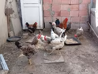 Chickens — फ़ोटो 2