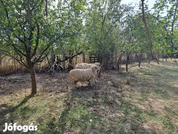 Qoç, Tsigai sheep