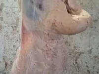كبش, Adal sheep — الصورة 7