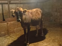 İnək, Azərbaycan zebu — foto 6