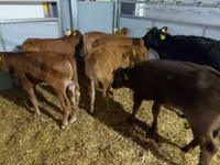 Vaca, Ganado vacuno — foto 1