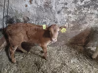 Buğa, Simmental cattle — foto 1