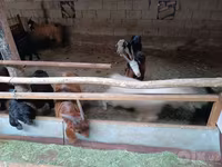 Cabra, Cabras — foto 6
