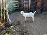 Goats (batch, sex not specified), Goats — photo 3
