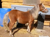 Cavalo, Cavalos — foto 1