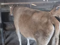 母牛, Cattle — 照片 7