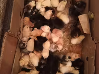 Chickens — foto 3