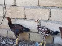 Chickens — foto 6