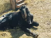 Billy Goat, Kamori goats — photo 5