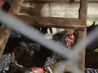 Australorp — photo 5