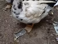 Ev Muskovisi — foto 1
