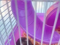 Cırtdan hamsterlər üçün komplekt qəfəs dəsti - Rəng: bənövşəyi — фото 2