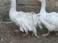 Geese — 照片 7